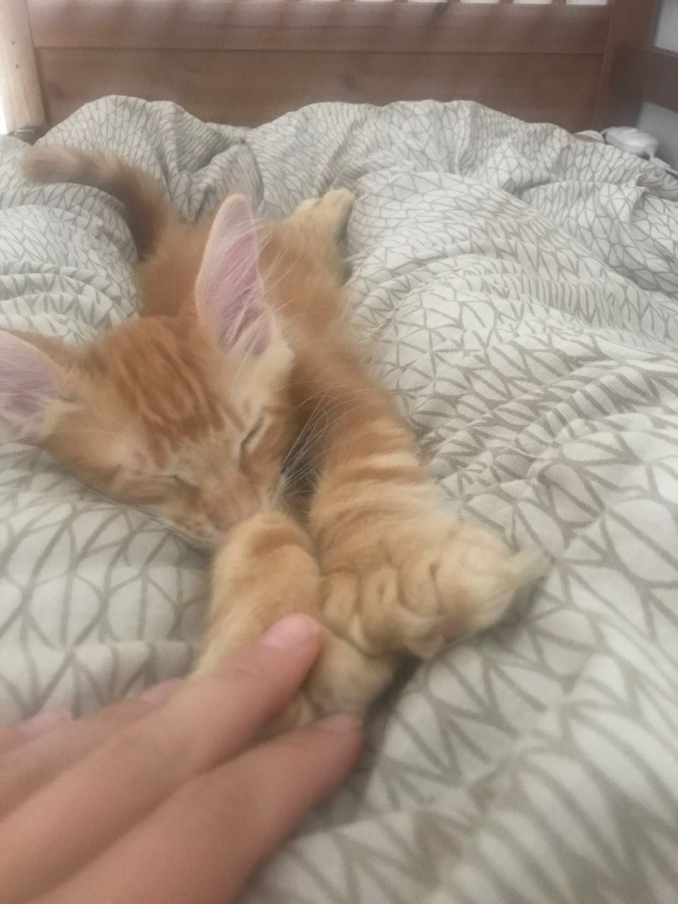 Кот мейн-кун Птах (8)