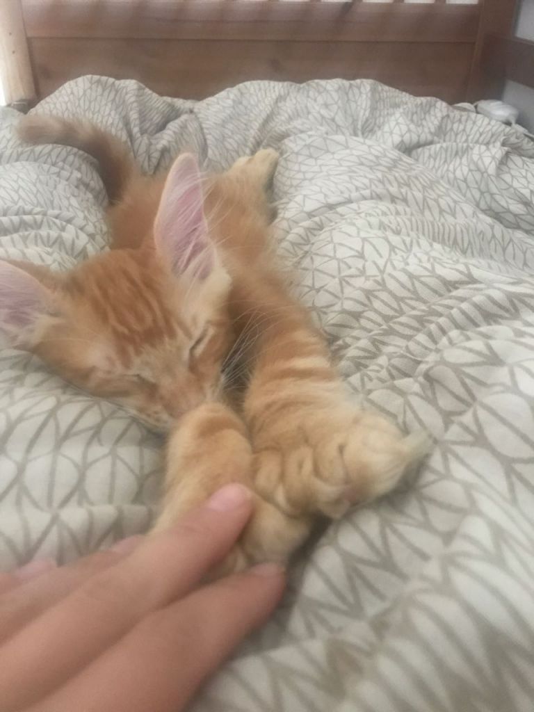 Кот мейн-кун Птах (8)