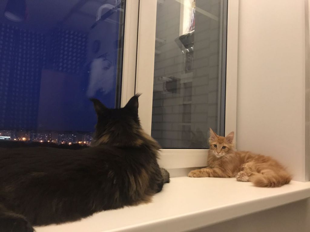 Кот мейн-кун Птах (9)