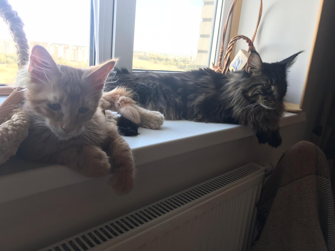 Кот мейн-кун Птах (10)