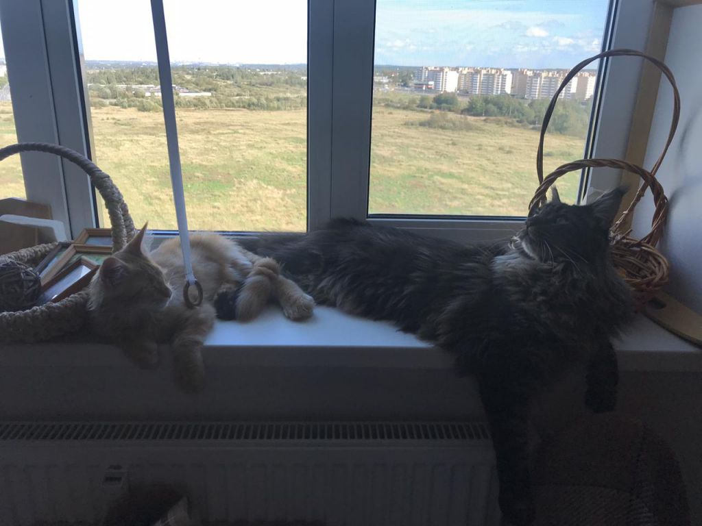 Кот мейн-кун Птах (11)