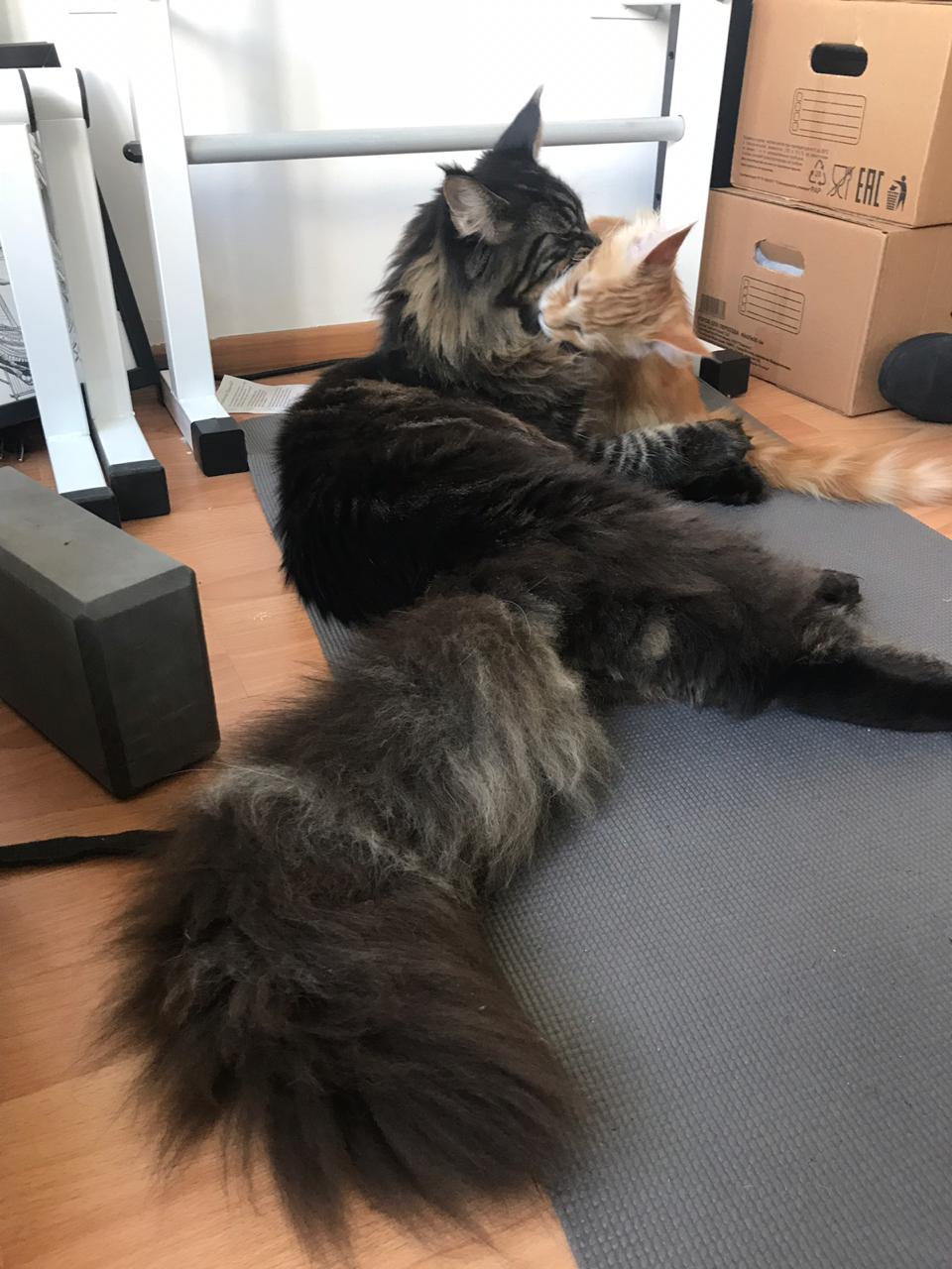 Кот мейн-кун Птах (13)