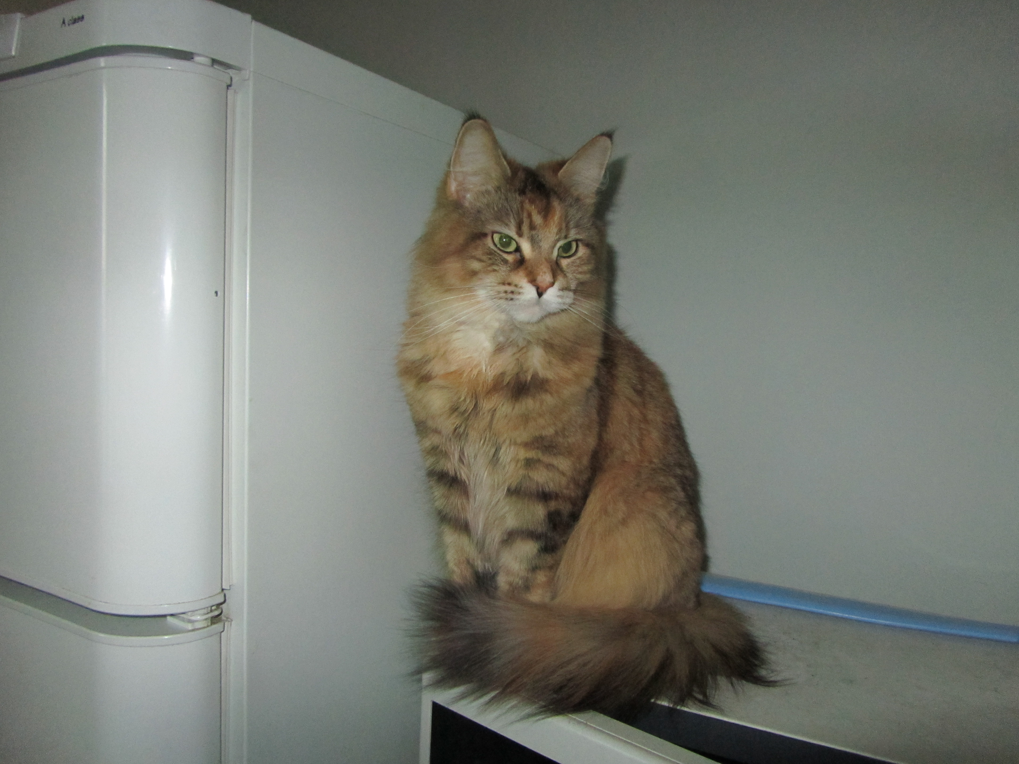 Кошка мейн кун Юки (IMG_0382)