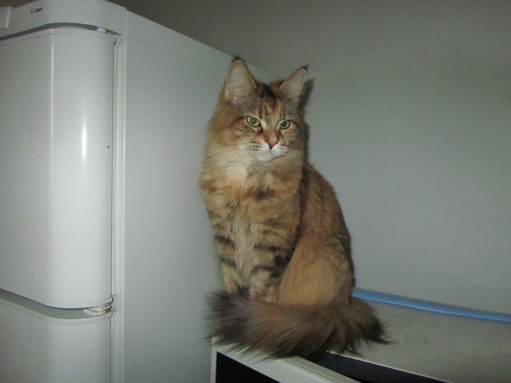 Кошка мейн кун Юки (IMG_0382)