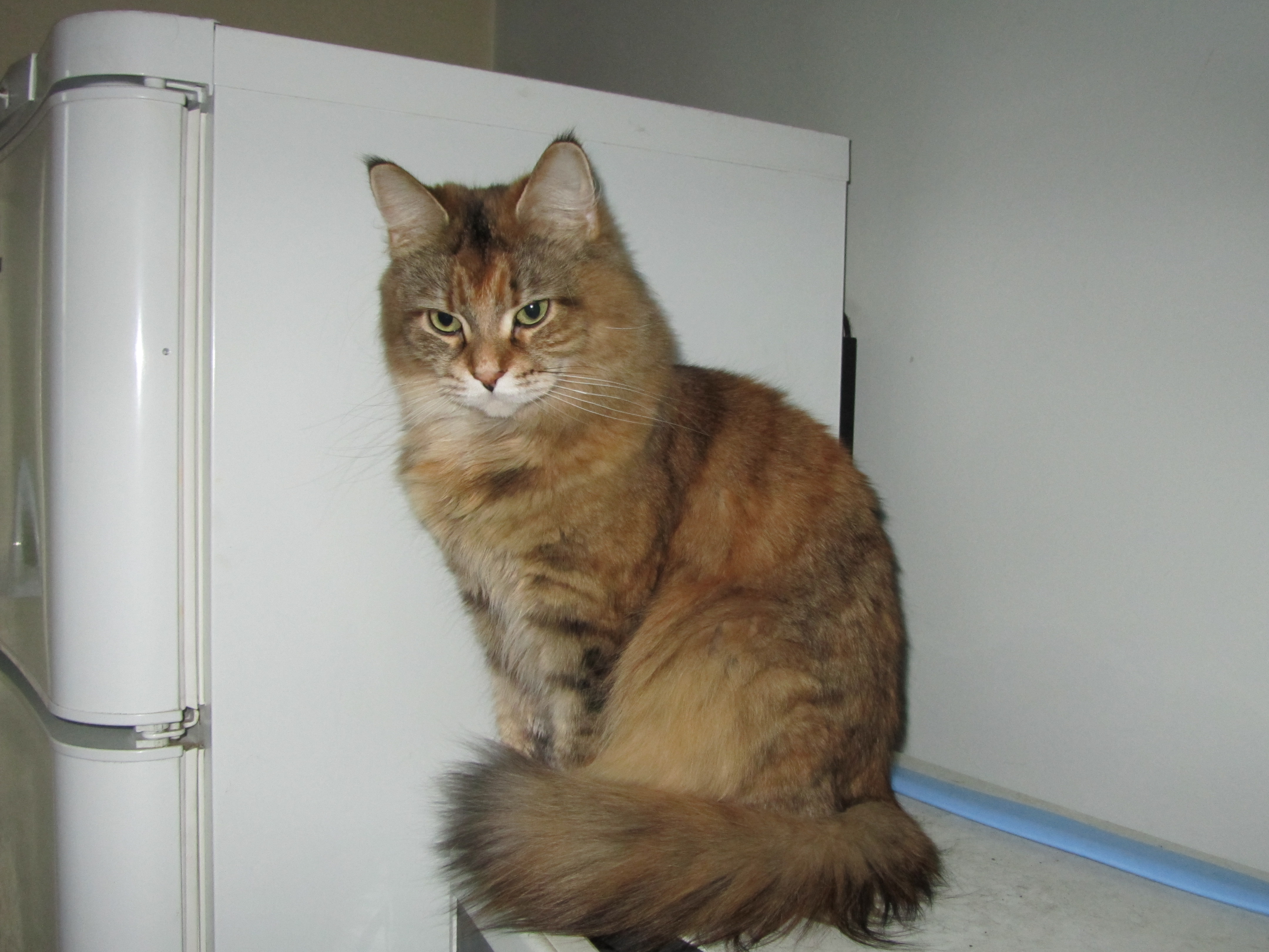 Кошка мейн кун Юки (IMG_0383)