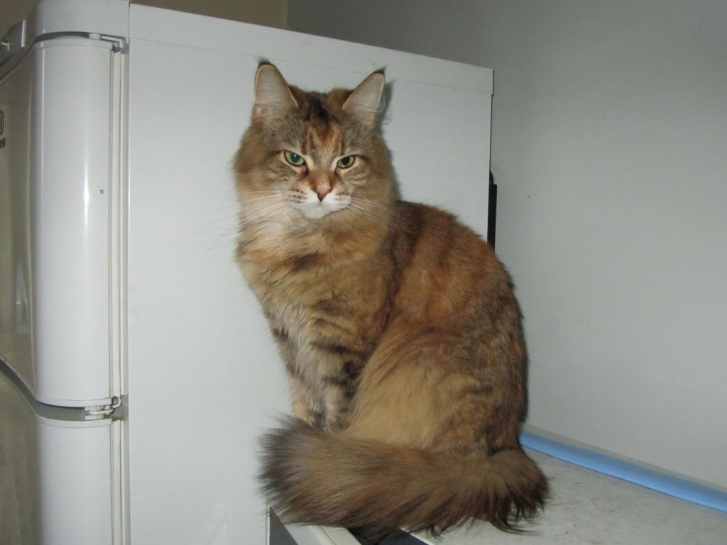 Кошка мейн кун Юки (IMG_0384)