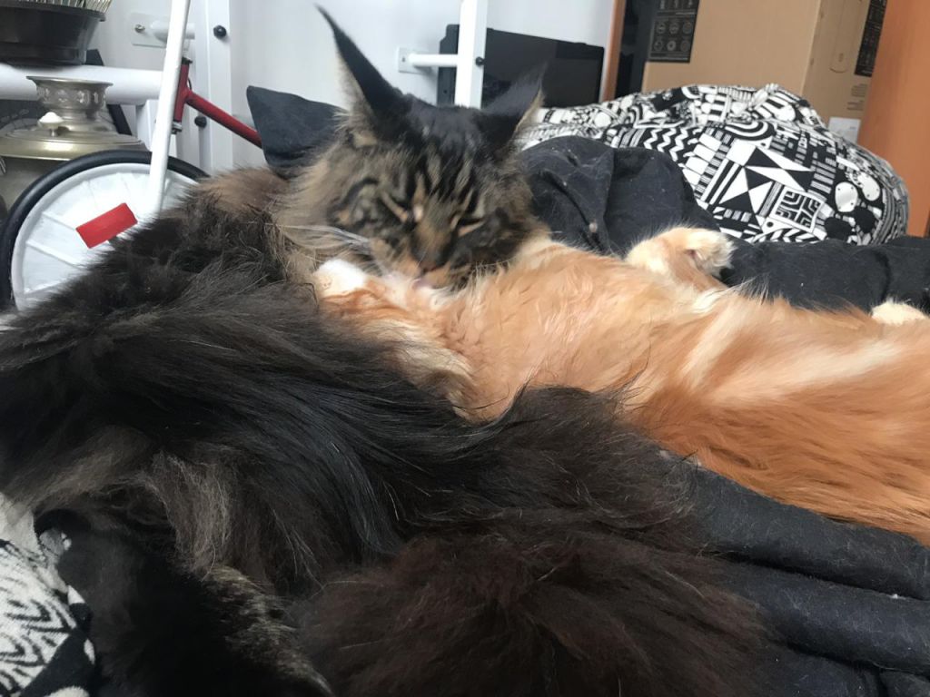 Кот мейн-кун Птах (15)
