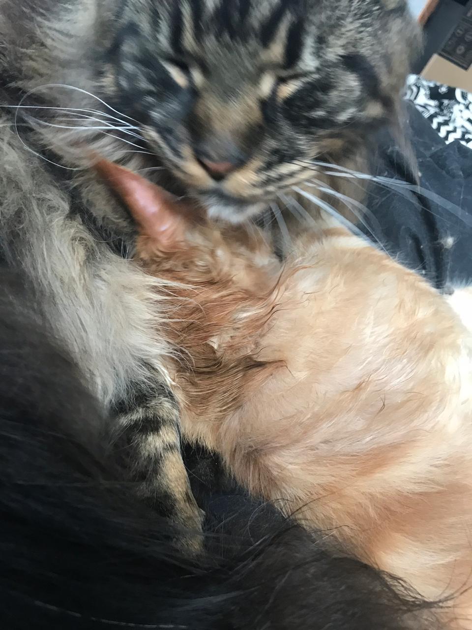 Кот мейн-кун Птах (17)
