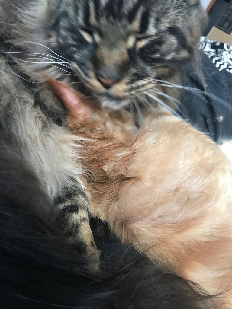 Кот мейн-кун Птах (17)