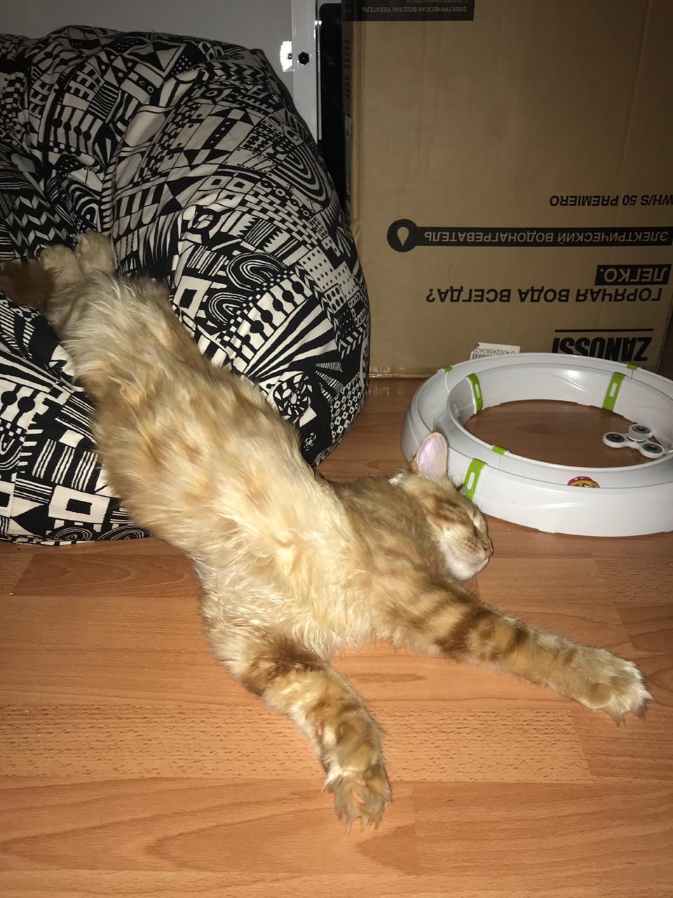 Кот мейн-кун Птах (18)