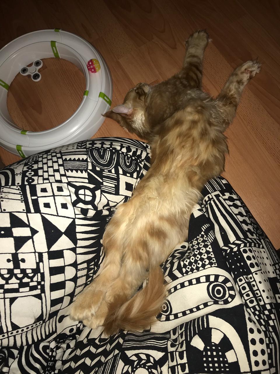 Кот мейн-кун Птах (19)