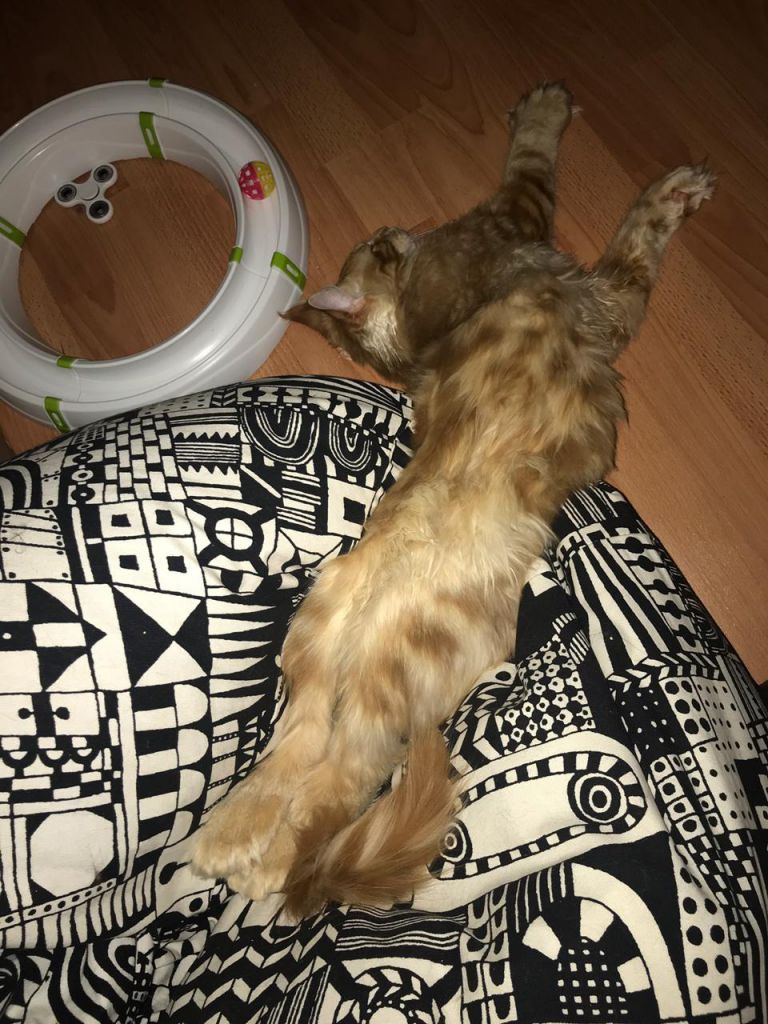 Кот мейн-кун Птах (19)