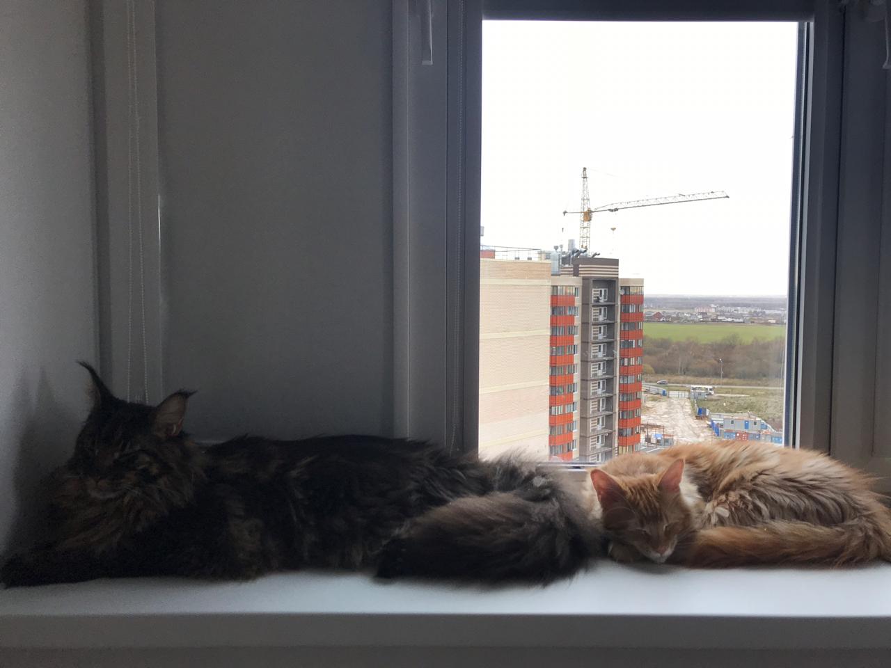 Кот мейн-кун Птах (20)