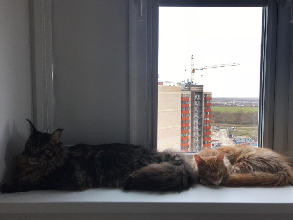 Кот мейн-кун Птах (20)