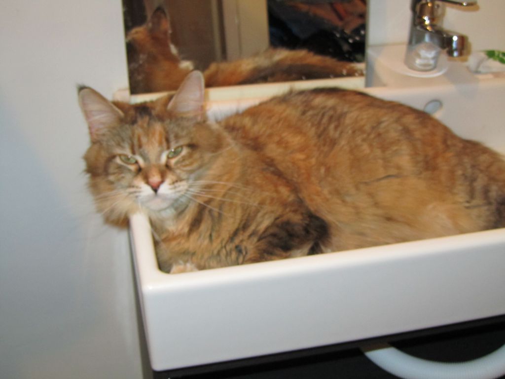 Кошка мейн кун Юки (IMG_0392)