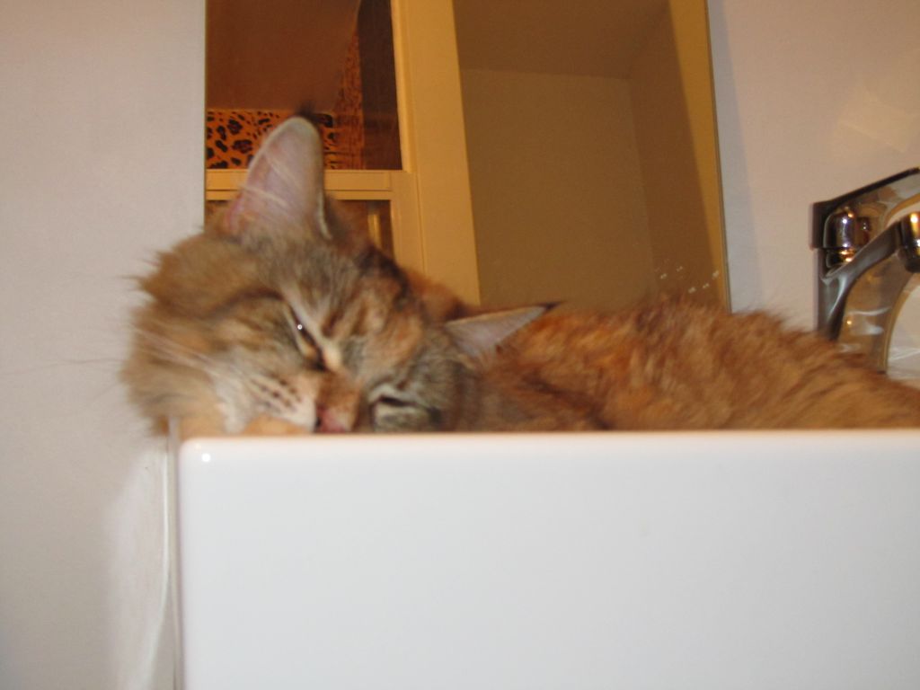 Кошка мейн кун Юки (IMG_0394)
