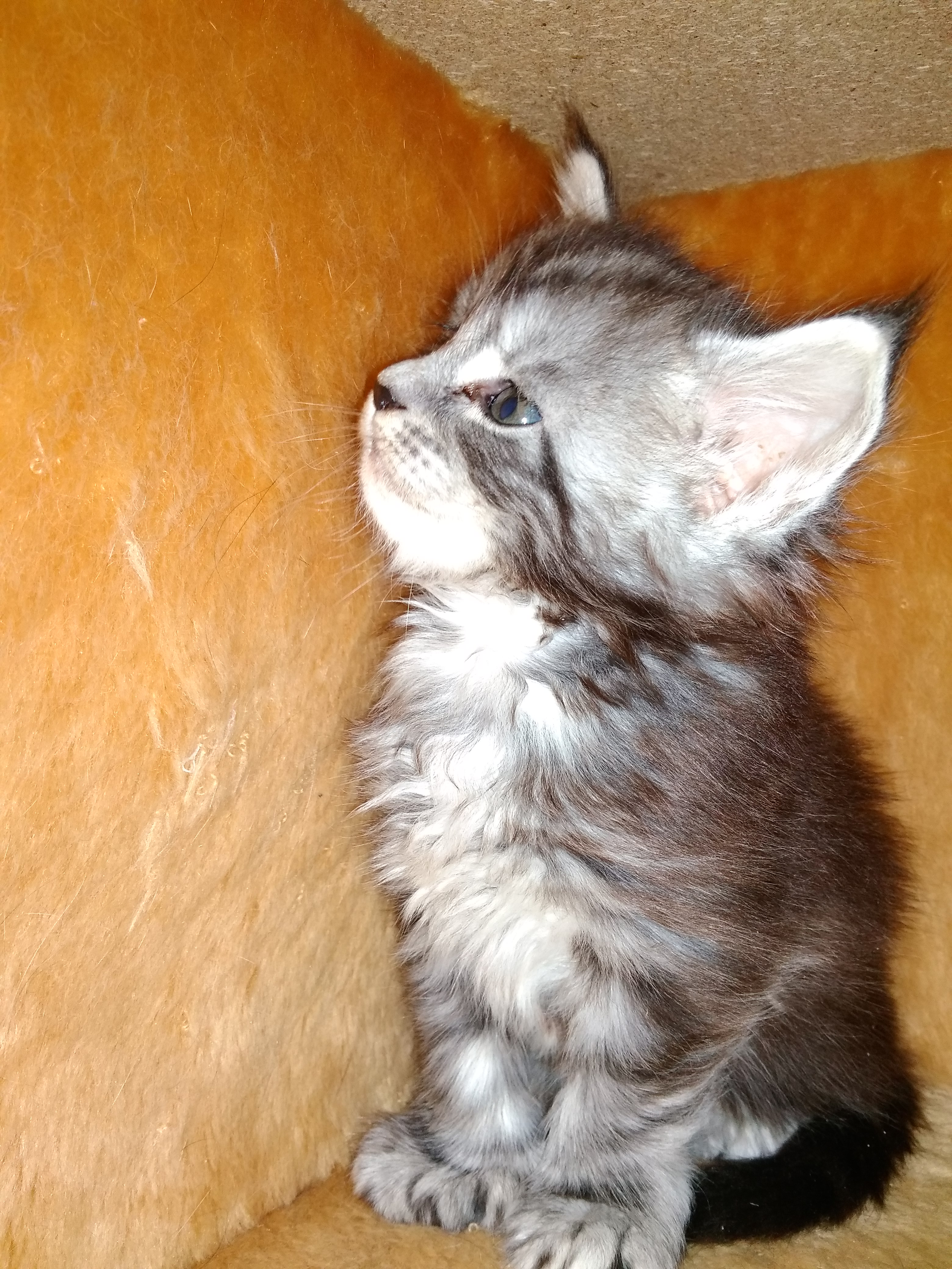 Котята мейн-кун (8-76)