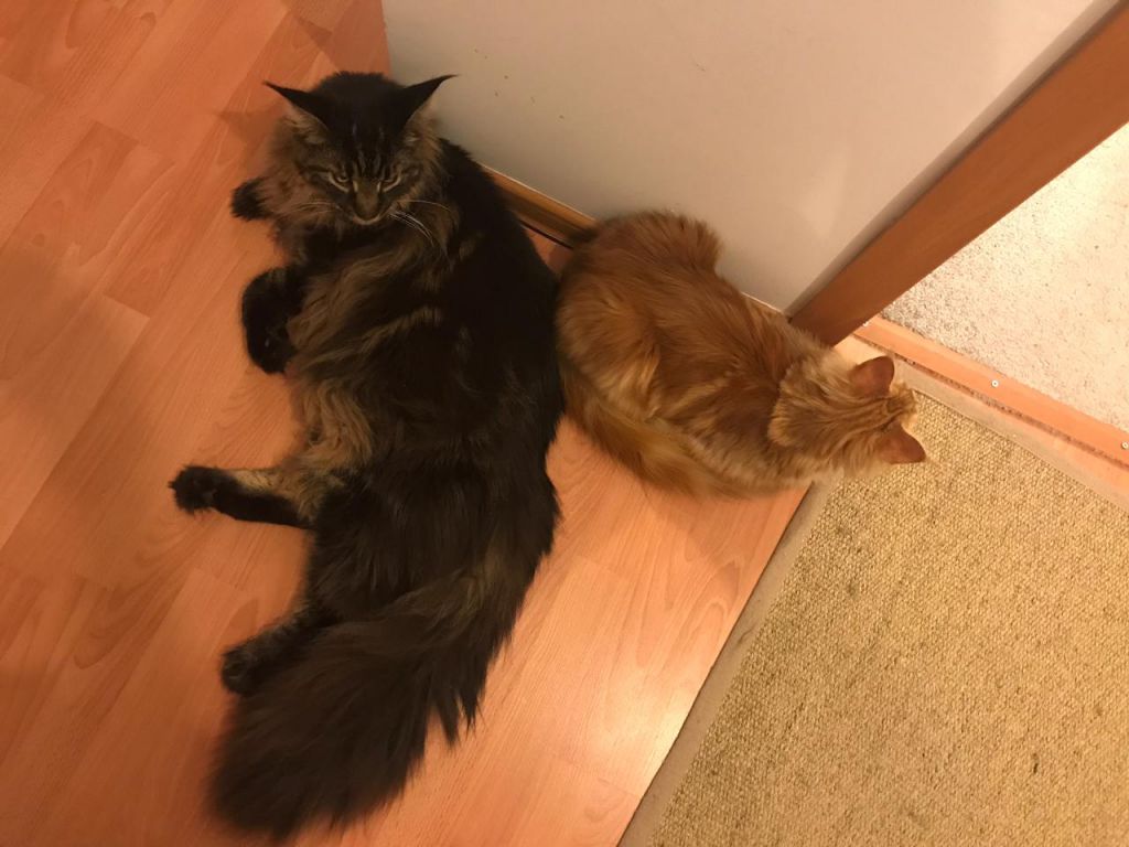 Кот мейн-кун Птах (21)