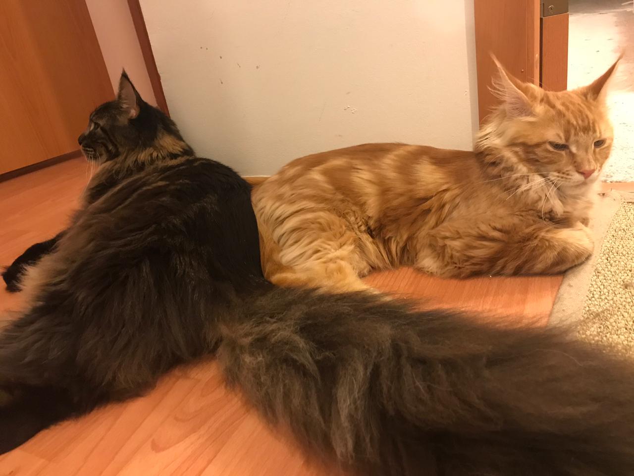 Кот мейн-кун Птах (23)